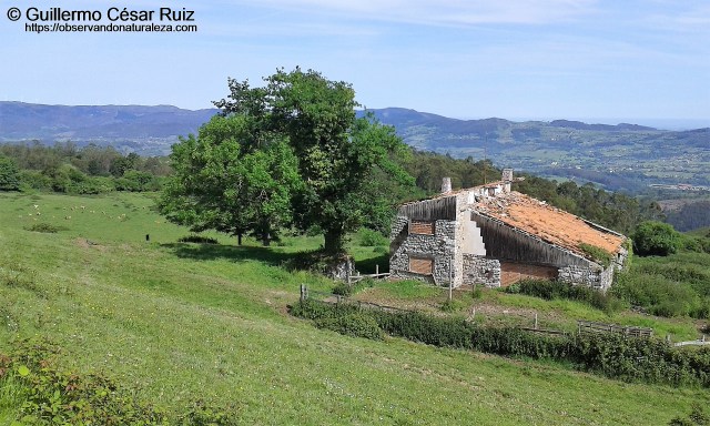 Finca El Pevidal (2)