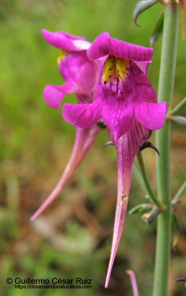 Flor del cuquiellu, Naranco