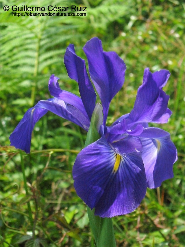 Lliriu azul, coyón de llobu o lirio azul, Xiphion latifolium