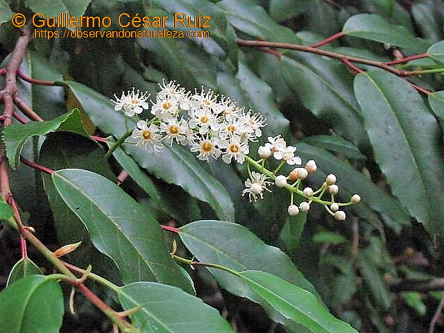 Lloral en Llugarín-Vega de Porciles