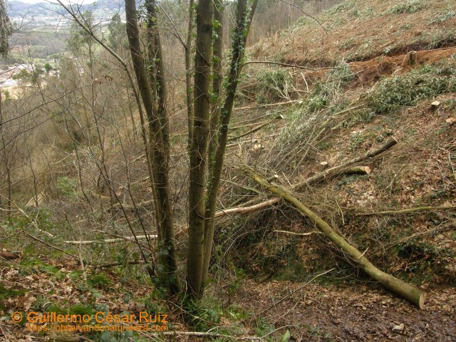Los Trapones, tala a matarrasa ocalital (3)