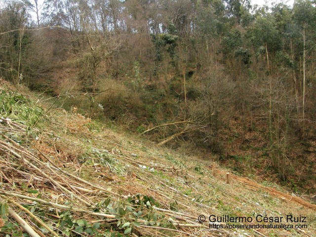 Los Trapones, tala a matarrasa de ocalital