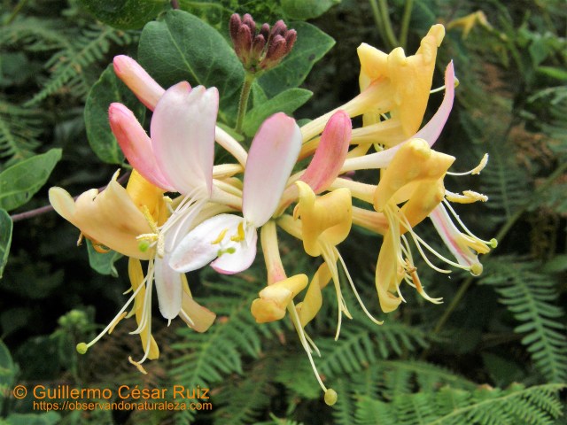 Mariselva o madreselva, Lonicera periclymenum