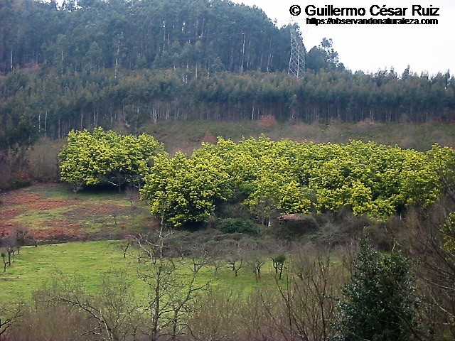 Plantaciones de mimoses, Alcacia dealbata, pumaradas o pomaradas, Malus domestica y ocalitos, Eucalyptus globulus