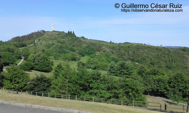 Repoblaciones forestales efectuadas en Monte Altu o Campo de los Jardines y Picu'l Paisano