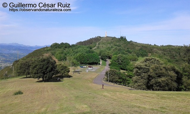 Área Recreativa de Monte Altu o Campo de los Jardines. Repoblaciones entorno al Picu Pozu L'agua o La Miliciana y Picu'l Paisano