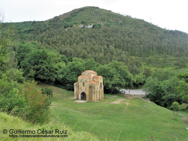 Plantaciones de ocalitos tras San Miguel de Liño