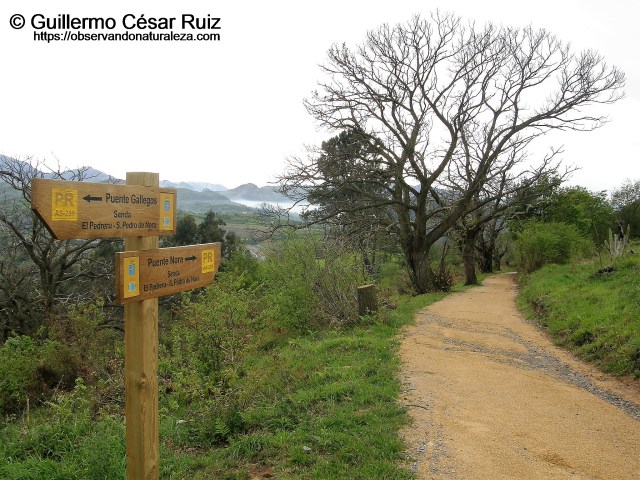 Senda transversal Naranco-Nora. Tramo El Pedreru-San Pedro de Nora.