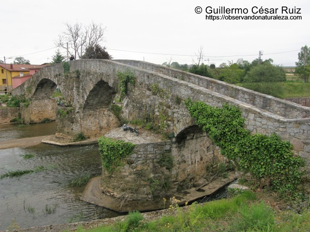 Senda transversal Naranco-Nora. Ponte Vieyu/Puente Viejo, Llugones/Lugones