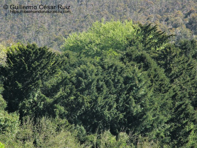 Texéu en El Pevidal (2)