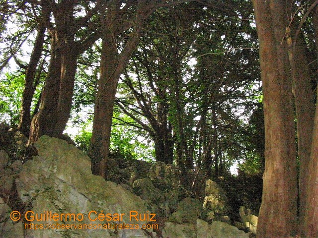 Texéu en el Pevidal