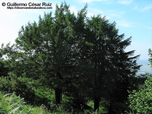 Texeos centenarios en El Pevidal