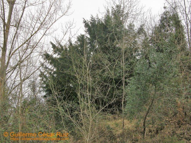 Centenario texu o tejo (Taxus baccata), amenazado en Los Trapones