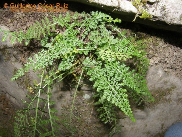 Culantrillo blanco menor, Asplenium fontanum