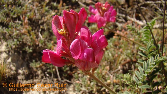 Pipirigallo palentino, Hedysarum boveanum subsp. palentinum